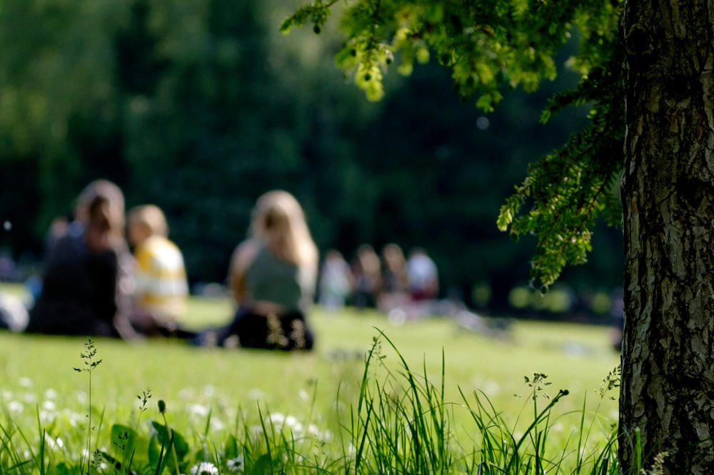 picnic