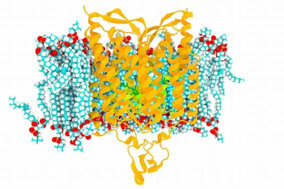 SFB 1078 - Proteinfunktion durch Protonierungsdynamik