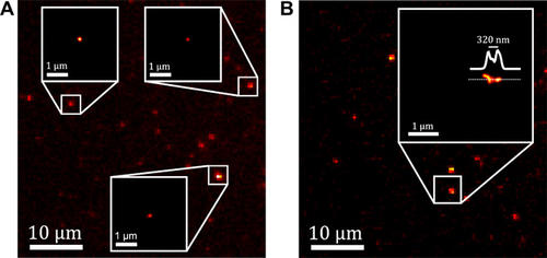 Super-localization and super-resolution imaging of single CNTs using photocontrolled luminescence intermittency.