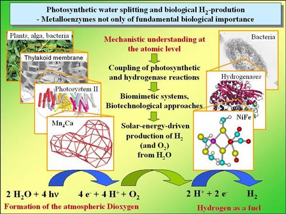 metalloenzyme