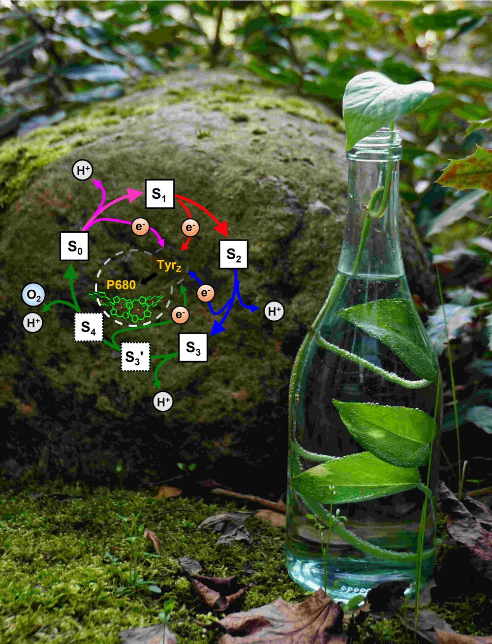 Reaction cycle of photosynthetic oxygen evolution