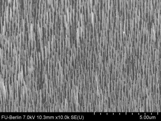 Carbon Nanotubes on Titanium