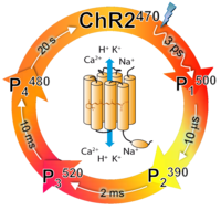 br-cycle