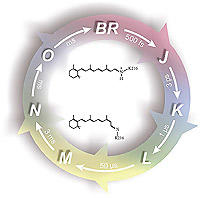 br-cycle