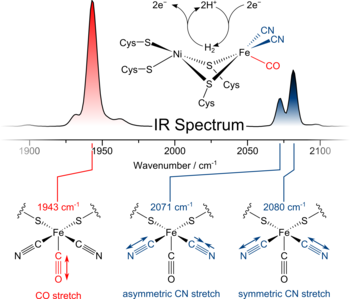 Figure 2: Active-site structure, IR absorption spectrum, and ligand vibrations of a [NiFe] hydrogenase.