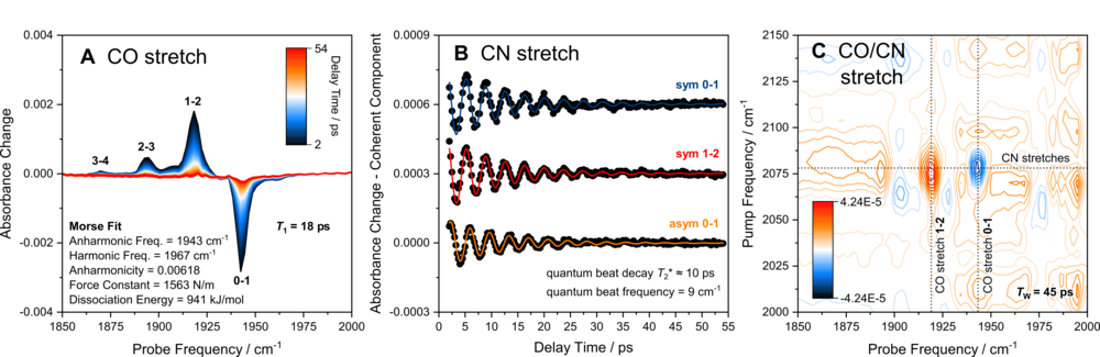 Figure 3: Nonlinear IR spectroscopy of [NiFe] hydrogenases. (A) Bond properties und energy dissipation. (B) Ultrafast equilibrium dynamics and coherent phenomena. (C) Energy exchange and vibrational coupling (2D-IR).