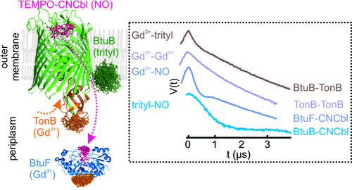 Tripple labeling and distance measurements for heterooligomeric complexes in the native membranes (Ketter S and Joseph B, JACS (2023))