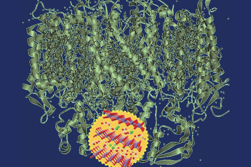 Protein structure of Photosystem II with bound nanoparticle