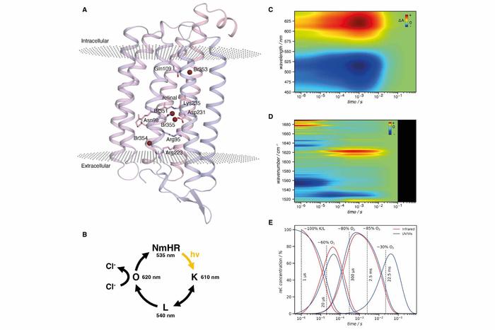 Halide binding sites, photocycle of the rhodopsin NmHR and spectroscopic data