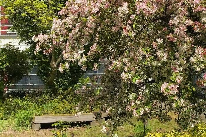 Garten der Physik im Frühling