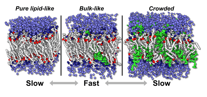 Picosecond interfacial dynamics in crowded lipid membranes probed with ultrafast 2D infrared spectroscopy