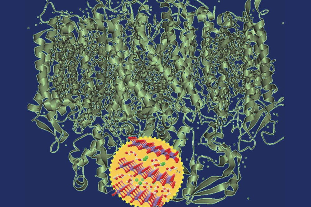 Proteinstruktur des Photosystem II aus Spinat mit Braunstein-Nanopartikel