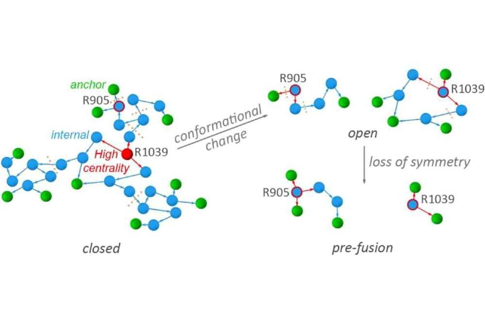 Bimolecular structure of SARS-CoV-2 protein S