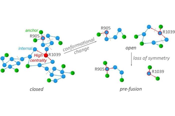 Bimolecular structure of SARS-CoV-2 protein S