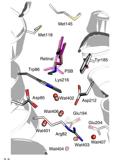 SFB 1078 Biophysik